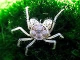 5 Live Thai Micro Spider Crabs (Limnopilos naiyanetri) - 1/4 to 1/2 inch in Diameter - Fully Aquatic! by Aquatic Arts