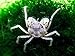 5 Live Thai Micro Spider Crabs (Limnopilos naiyanetri) - 1/4 to 1/2 inch in Diameter - Fully Aquatic! by Aquatic Arts