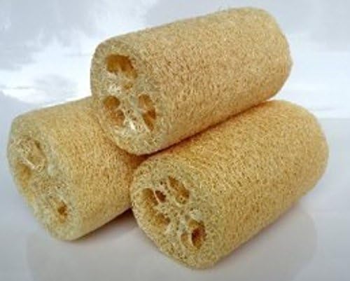 QUALITY STORE - LOOFAH 100% NATURAL RIDGE GOURD FIBER BIG SIZE (3 PCS)
