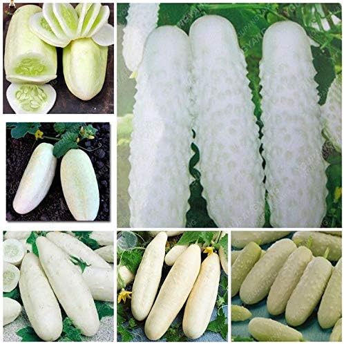 Pinkdose Pepino 100 Unids Plantas Bonsai Huerto En Casa Fruta ...