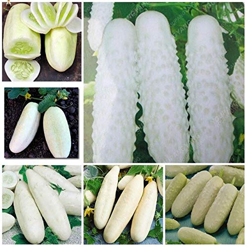 Pinkdose Pepino 100 Unids Plantas Bonsai Huerto En Casa Fruta ...