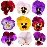 Giant Pansy Viola Flower Mix Color 200 Seeds
