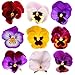 Giant Pansy Viola Flower Mix Color 200 Seeds