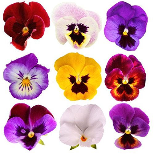 Giant Pansy Viola Flower Mix Color 200 Seeds Giant Pansy Viola Flower Mix Color 200 Seeds