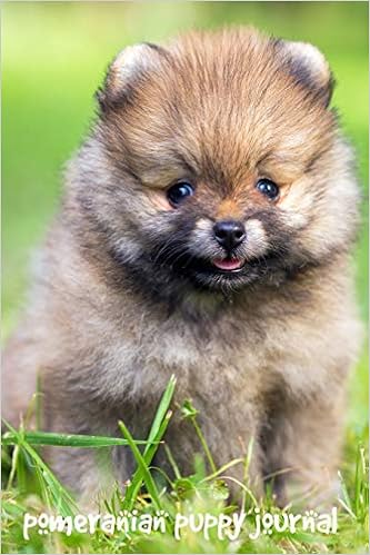 pomeranian amazon