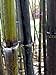 Giant Black Bamboo - Phyllostachys nigra - 4