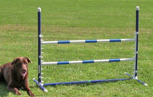 Affordable Agility Blue Competition Adjustable Jump