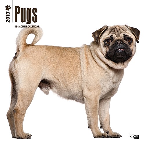 2017-Pugs-Calendar-12-x-12-Wall-Calendar 2017-Pugs-Calendar-12-x-12-Wall-Calendar
