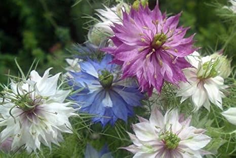 Premier Seeds Direct Nigella Love In A Mist Miss Jekyll 12000 Seeds Bulk Amazon Co Uk Garden Outdoors