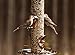 Audubon Park 12230 Songbird Blend Wild Bird Food, 5.5-Pounds