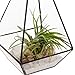 Mindful Design Glass Terrarium - Geometric Large Diamond Desktop Garden Planter (Black)