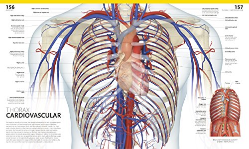 The Complete Human Body, 2nd Edition: The Definitive Visual Guide - Thumbnail 5