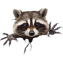 Amazon.com - Peeking Raccoon Decal Sticker, Funny Adorable ...