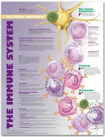 The Human Immune System Chart: Science Prints: Amazon.com: Industrial