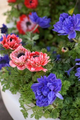 100 Anemoni A Fiore Doppio St Brigid In Mix Tuberi Spedizione Gratuita Amazon It Giardino E Giardinaggio