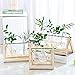 Takefuns Glass Planter Bulb Vase Desktop Hanging Glass Libra Water Planting Glass Vase Hydroponics Plants Office Desk Wedding Decor with Retro Wooden Stand (3 Bulb Vase)thumb 3