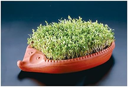 Amazon Com Cress Hedgehog By Roemertopf Watercress Kit Home