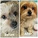 Seamus Medicated Pet Wipe - Chlorhexidine and Ketoconazole - A Water-Based pad That Does not Sting Burn or Cause Skin Irritation for Dogs, and Horses
