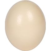 Premium Ostrich Eggshell (Grade A, Large Size)
