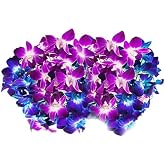 Blooms2Door Wholesale Orchids: 40 Stems of Blue-Purple Dendrobium Orchids from Thailand - Farm Direct Wholesale Fresh Flowers