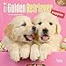 Golden Retriever Puppies - 2016 Mini Wall Calendar 7 x 7in