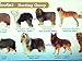 My Dog Breeds Poster More Than 100 World Dogs Specie for Education Demonstration