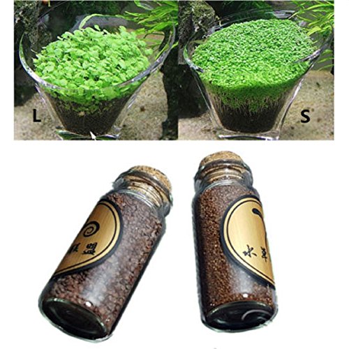 Hot Sale! Aquarium Plant seed Glossostigma elatinoides similar Hemianthus callitrichoides (S)