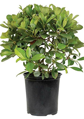 Snow White Indian Hawthorn (2.5 Quart) White Blooming Evergreen Shrub - Full Sun Live Outdoor Plant