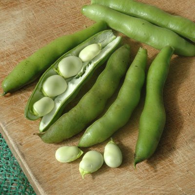 Fava Bean Broad Improved Long Pod Seeds - Vegetable Seeds Package - 1/2 LB Package