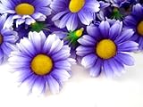 (24) Silk Purple White Edge Gerbera Daisy Flower Heads , Gerber Daisies - 1.75