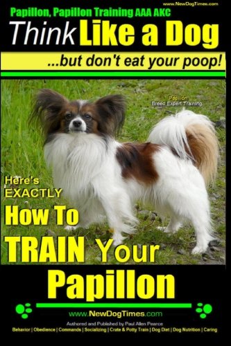 papillon puppies for sale trading post