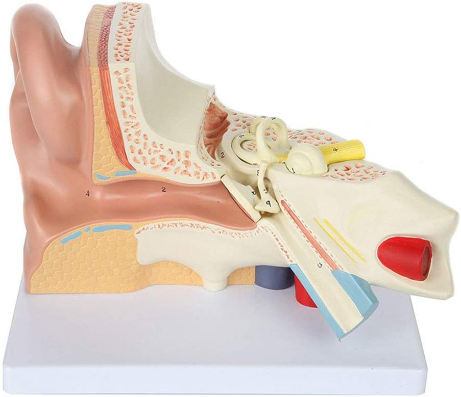 GHTTHJ Human Ear Model with 3 Parts Showing Major Regions of The Ear,Teaching Medical Anatomy Study