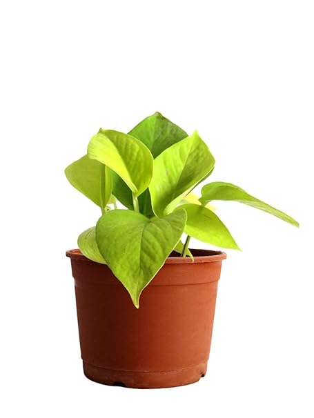 Pots & Plants Golden Pothos Indoor Plant