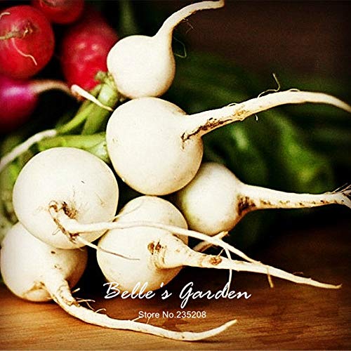 Stratified Fruit Seeds Vegetable Seed Fruit 100pcs Round Radish Seeds 'Philadelphia White Box' Imported White Oganic Radish Home Bonsai Fruit Vegetable Seeds
