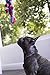 goDog Dinos Spike Squeaky Plush Dog Toy, Chew Guard Technology - Blue, Small