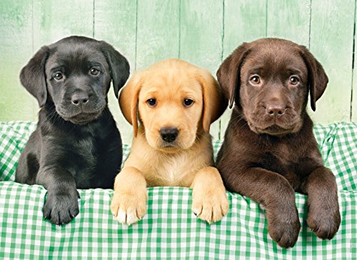 Three Labrador" Jigsaw Puzzles 1000 Pieces for Adults