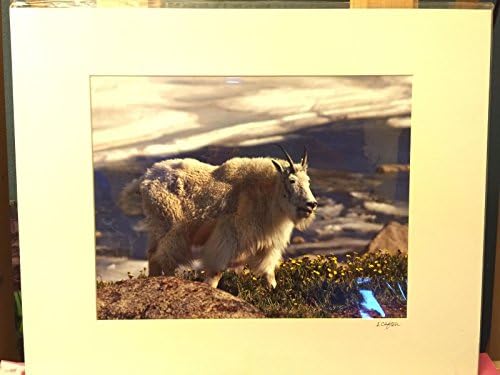 Photograph of Mountain Goat Matted 16" x 20" actual size 11" x 14" By Sandy
