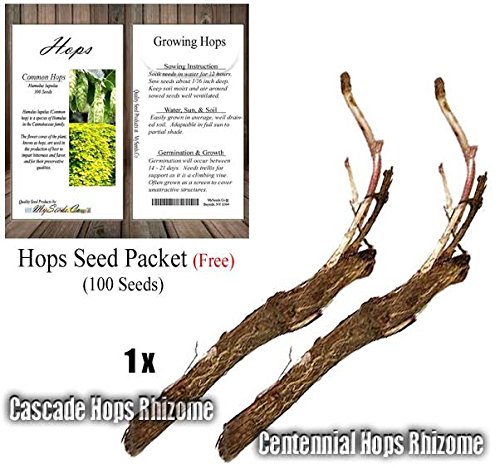 HOPS Seeds with 1 x Each of Cascade & Centennial Rhizomes - Humulus lupulus Bundle - Brew Your OWN BEER - Zones 3-8 - By Oakland Gardens (Hops Seeds with 1 each Cascade Centennial)