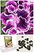 Homegrown Packet Geranium Seeds, 20 Seeds, Ruffled Purple Geranium
