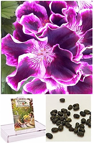 Homegrown Packet Geranium Seeds, 20 Seeds, Ruffled Purple Geranium