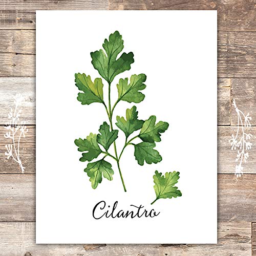 Kitchen Herbs Art Prints (Set of 6) - Unframed - 8x10s | Botanical Prints Wall Art - Thumbnail 2