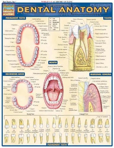 Download Dental Anatomy PDF