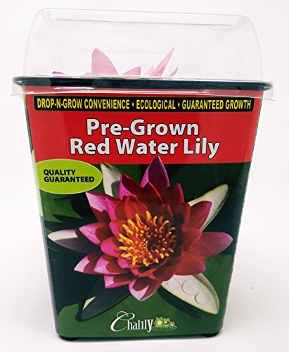 Live Aquatic Hardy Water Lily | Pre-grown, Pre-rooted, Hardy Water Lily for your Pond or Patio Water Garden | Drop-N-Grow Convenience -Red (Nymphaea 'Attraction')