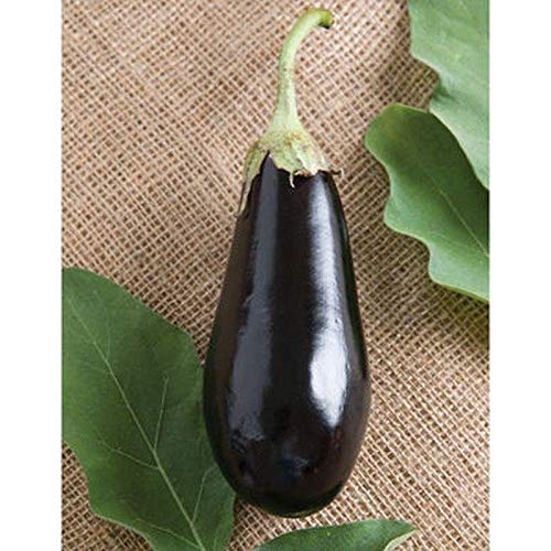 Traviata Organic (F1) Eggplant Seeds (25 Seeds)