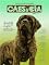 Livro Cães e Cia Ed. 503 - Mastiff Inglês: Um guardião de físico impressionante, amoroso e protetor da família