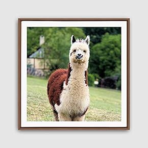signwin Framed Canvas Wall Art Alpaca Canvas Prints...