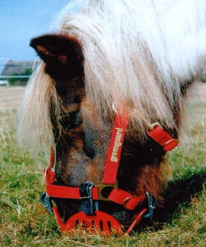 Green Guard Set (Muzzle Size. Pony + Halter Size. 48)