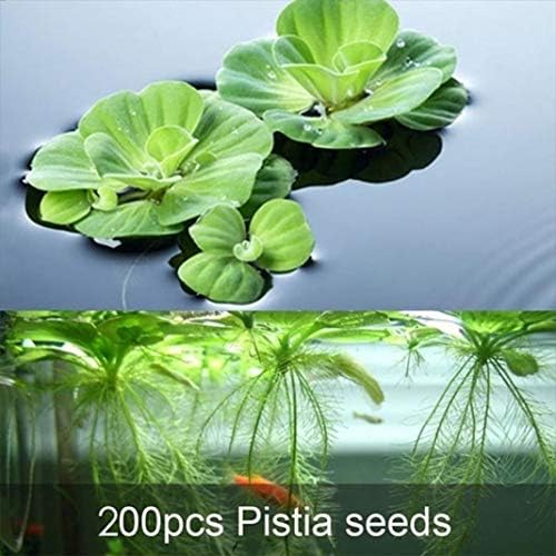 GBAIRIY 200Pcs Aquarium Aquatic Plant Pistia Stratiotes Seeds Pool Fish Tank Pond Decor Houseplant