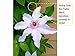Narrow Clematis Plant Trellis for Climbing Plants Outdoor Support Vines on Deck Post and Other Tight Spaces (1 Pack)
