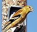 Audubon Park 12225 Premium Blend Wild Bird Food, 5-Pounds, 5 Lb., Yellow
